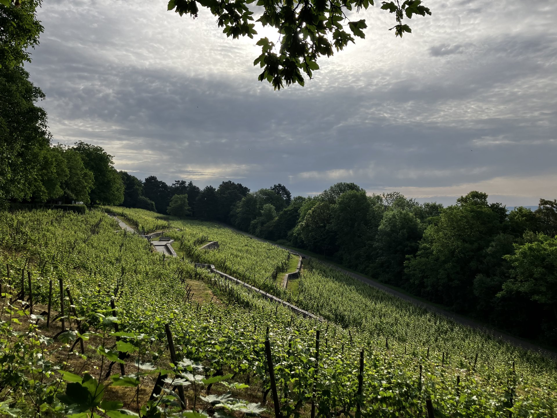 Foto aus dem Schwarm
